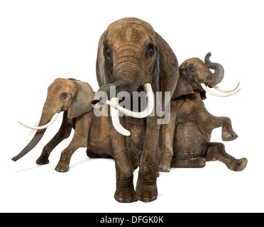 Front view of three African Elephants, Loxodonta africana, performing against white background Stock Photo