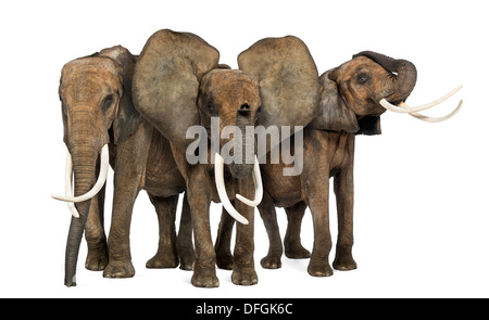 Front view of three African Elephants, Loxodonta africana, standing against white background Stock Photo