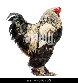 Side view of a Brahma Rooster against white background Stock Photo