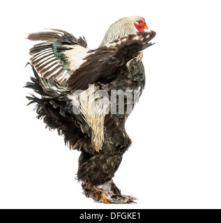 Side view of a Brahma Rooster flapping its wings against white background Stock Photo