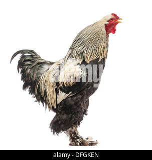 Side view of a Brahma rooster crowing against white background Stock Photo