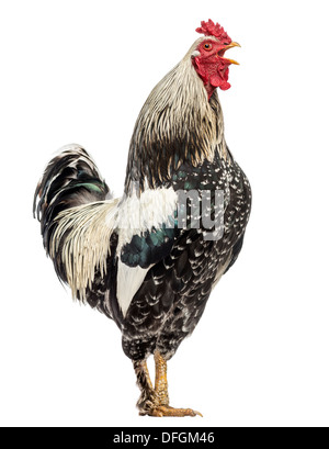 Side view of a Brahma rooster crowing against white background Stock Photo