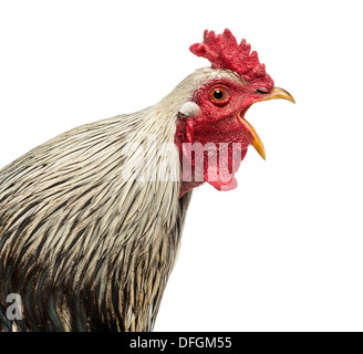 Close up of a Brahma rooster crowing against white background Stock Photo