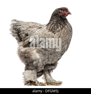 Side view of a Dark Brahma hen against white background Stock Photo
