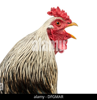 Close up of a Brahma rooster crowing against white background Stock Photo