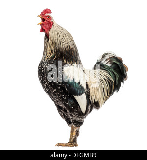 Side view of a Brahma rooster crowing against white background Stock Photo