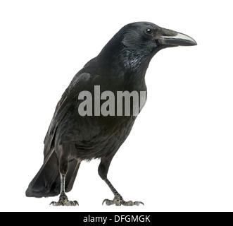 Side view of a Carrion Crow, Corvus corone, against white background Stock Photo