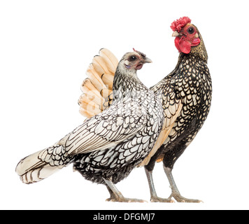 Golden Sebright Bantam rooster and silver Sebright bantam hen in front of white background Stock Photo