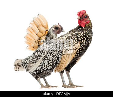 Golden Sebright Bantam rooster and silver Sebright bantam hen in front of white background Stock Photo