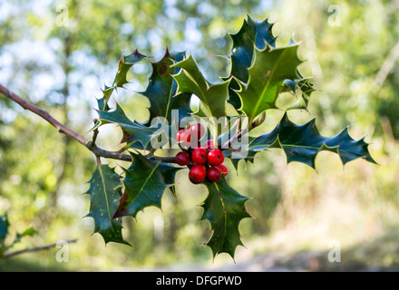 holly with red berries and green leaves Stock Photo