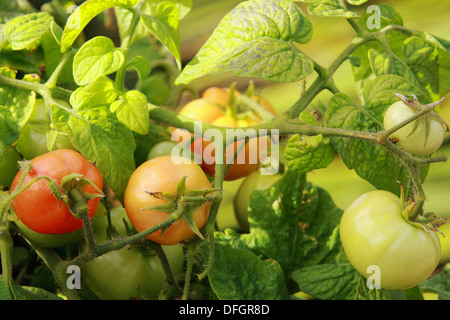 Tomatoes ripening on a tomato plant Stock Photo