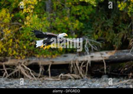 Bald Eagle (Haliaeetus leucocephalus) In flight along a salmon River, Chilcotin wilderness, British Columbia, Canada Stock Photo
