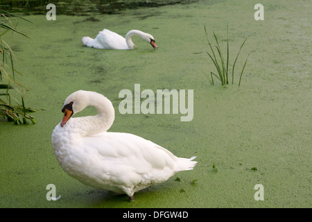 Beautiful white swans in green water, Suffolk, England, Great Britain Stock Photo