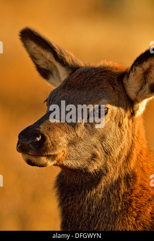 Elk, wapiti Cervus elaphus Calf, Yellowstone National Park, Wyoming,  USA Stock Photo