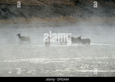 Elk, wapiti Cervus elaphus Harem fording Yellowstone River, Yellowstone National Park, Wyoming,  USA Stock Photo