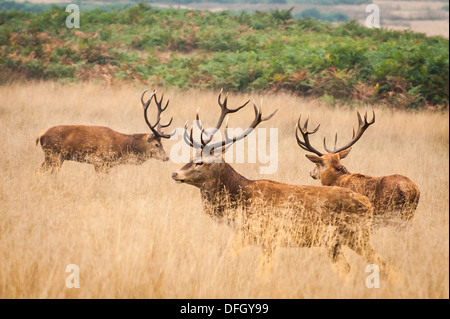 London Richmond upon Thames Royal Richmond Park parks fallow deer deers in rut mating season 3 stag stags tall dry grass straw Cervus Elaphus Stock Photo