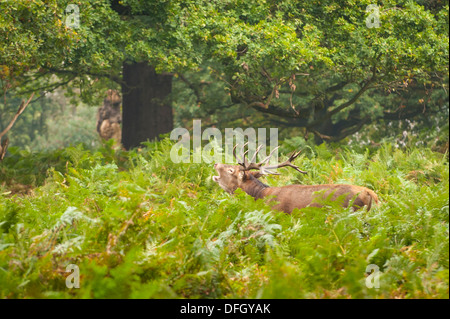 London Richmond upon Thames Royal Richmond Park parks deer deers in rut mating season Cervus Elaphus Stock Photo