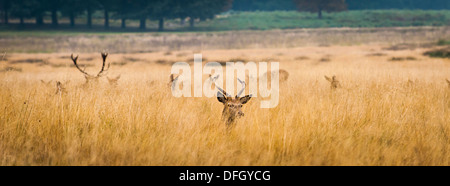 London Richmond upon Thames Royal Richmond Park parks deer deers rut mating season stag stags high hay grass straw Stock Photo