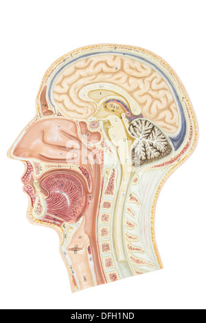 Cross section of human head isolated on white background Stock Photo