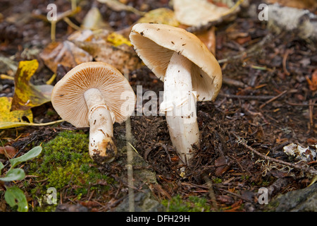 A gypsy mushroom cortinarius wild edible mushroom Stock Photo