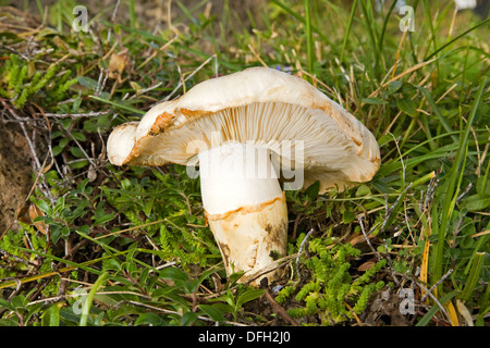 White matsutake mushroom in the wild, perhaps the most sought after mushroom in the Pacific Northwest, Armillaria ponderosa Stock Photo