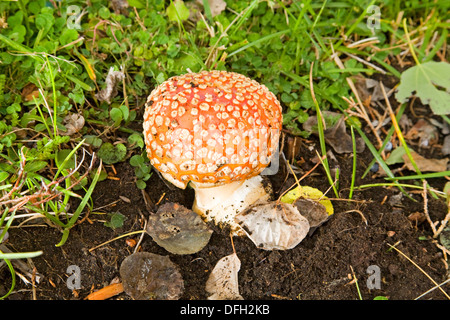 Fly agaric, Amanita muscaria, a poisonous mushroom growing in the Pacific Northwest Stock Photo