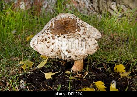 Chlorophyllum rachodes, the Shaggy Parasol wild mushroom Stock Photo