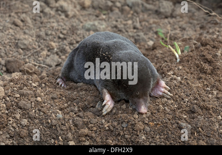 European mole Talpa europaea emerging from molehill Cotswolds UK Stock Photo