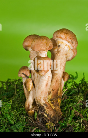 Armillaria mellea, better known as the Honey mushroom Stock Photo