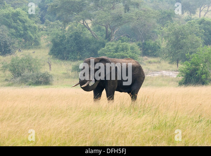 African male/bull elephant tusker Northern Akagera National Game Park Rwanda Central Africa Stock Photo