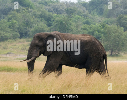 African male/bull elephant tusker Northern Akagera National Game Park Rwanda Central Africa Stock Photo