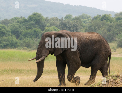 African male/bull elephant tusker Northern Akagera National Game Park Rwanda Central Africa Stock Photo