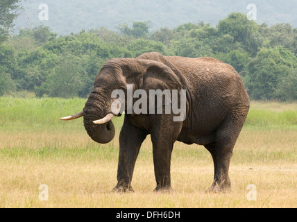 African male/bull elephant tusker Northern Akagera National Game Park Rwanda Central Africa Stock Photo