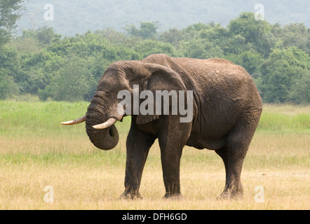 African male/bull elephant tusker Northern Akagera National Game Park Rwanda Central Africa Stock Photo