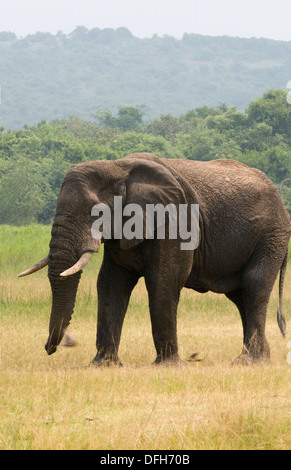 African male/bull elephant tusker Northern Akagera National Game Park Rwanda Central Africa Stock Photo