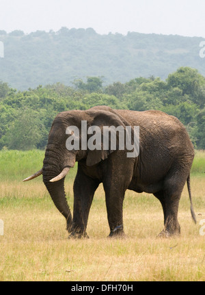 African male/bull elephant tusker Northern Akagera National Game Park Rwanda Central Africa Stock Photo