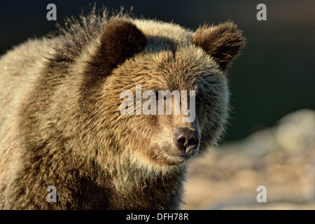 Grizzly bear, Ursus arctos, First year cub, Chilcotin Wilderness, BC Interior, Canada Stock Photo