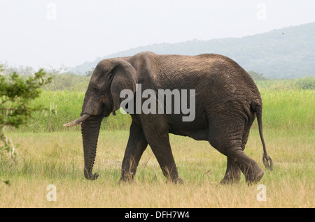 African male/bull elephant tusker Northern Akagera National Game Park Rwanda Central Africa Stock Photo