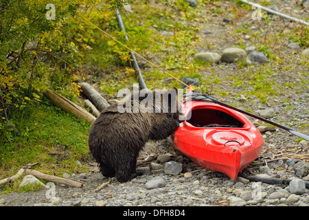 Grizzly bear, Ursus arctos, Cub investigating a kayak on a salmon river, Chilcotin Wilderness, BC Interior, Canada Stock Photo