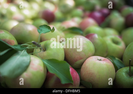 Apple, Apples,Bin of Ripe Apples, Green and Red Apples, Apples, Food, Stock Photo