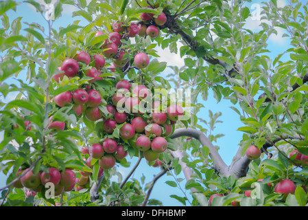 Apple Tree with ripe apples Stock Photo