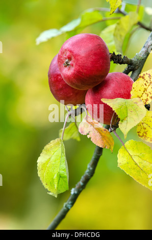 Red apples growing on apple tree branch. Natural green and yellow background. Stock Photo