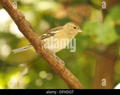 A female European Goldfinch on a diagonal perch. Stock Photo
