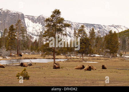 A herd of American Bison resting under a hanging cliff. Stock Photo