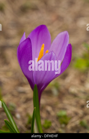 White Crocus (Vernus albiflorus) Stock Photo