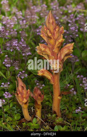 Thyme Broomrape (Orobanche alba) Stock Photo