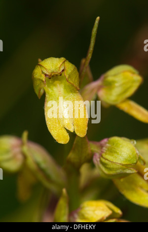 Frog Orchid (Coeloglossum viride) Stock Photo