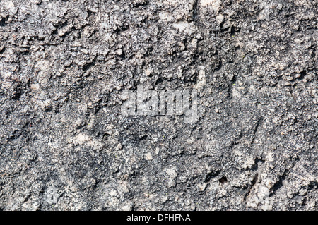 Dirt Background with die moss . Stock Photo