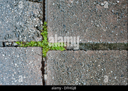 Dirt Background with die moss . Stock Photo