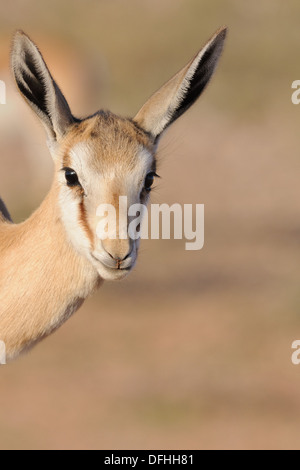 Young springbok (Antidorcas marsupialis), Kgalagadi Transfrontier Park, Northern Cape, South Africa, Africa Stock Photo